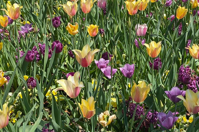 Dallas Arboretum and Botanical Gardens Tour - Key points to know before booking