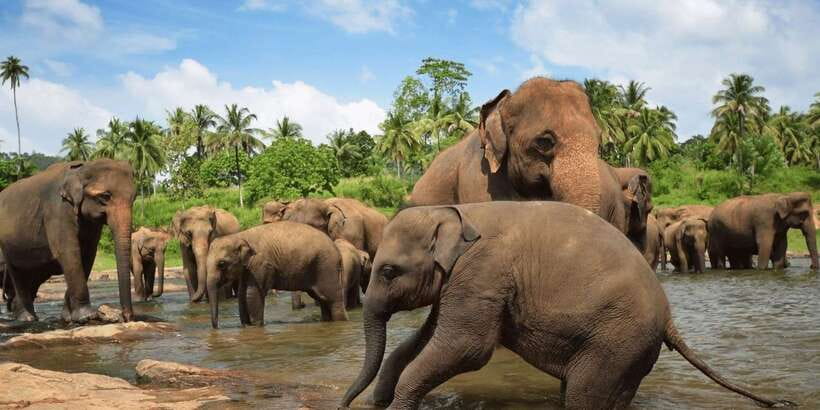 Day Tour to Elephant Orphanage / spice garden - Key points to know before you book