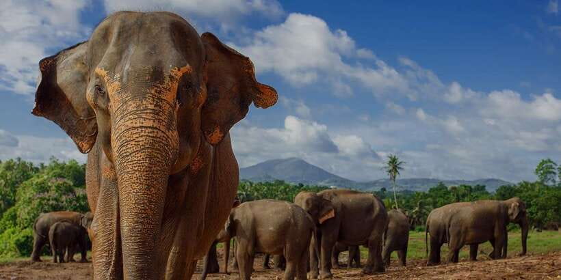 Day Tour to Elephant Orphanage / spice garden - Why the river visit matters more than the name suggests