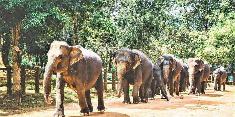 Day Tour to Elephant Orphanage / spice garden - At Pinnawala, watch for movement
