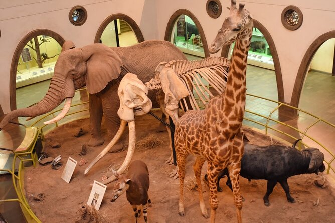 Day Tour to Nairobi Arboretum and Nairobi National Museum - Why the Arboretum is the right first stop