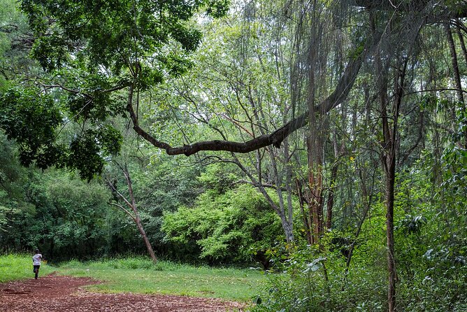 Day Tour to Nairobi Arboretum and Nairobi National Museum - What two hours in the Arboretum feels like