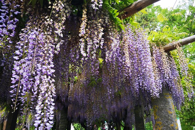 Day Trip Flower Island of Mainau including Meersburg - Optional Friedrichshafen stops add choice, not certainty