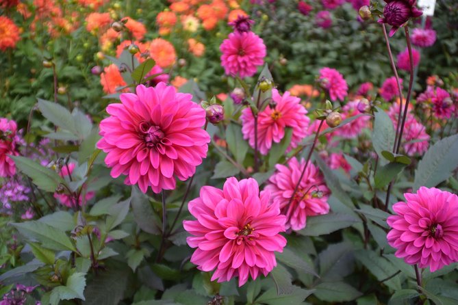 Day Trip Flower Island of Mainau including Meersburg - Who will enjoy this day most