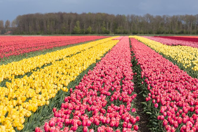 Day Trip to Famous Tulip Route in Noordoostpolder From Amsterdam - Key points to know before booking
