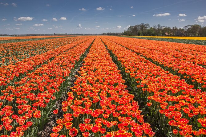 Day Trip to Famous Tulip Route in Noordoostpolder From Amsterdam - Leaving Amsterdam at 9:00 in a group of seven