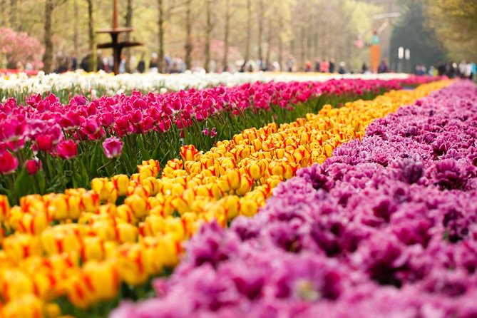 Day Trip to Keukenhof Gardens from Amsterdam with Tour Guide - Why Keukenhof makes a strong half-day outing