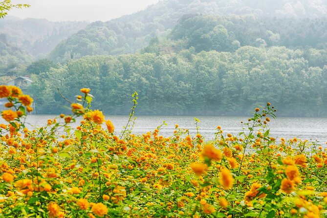 Day Trip to Nami Island with Rail bike and The Garden of Morning Calm - What the guide adds to a large group