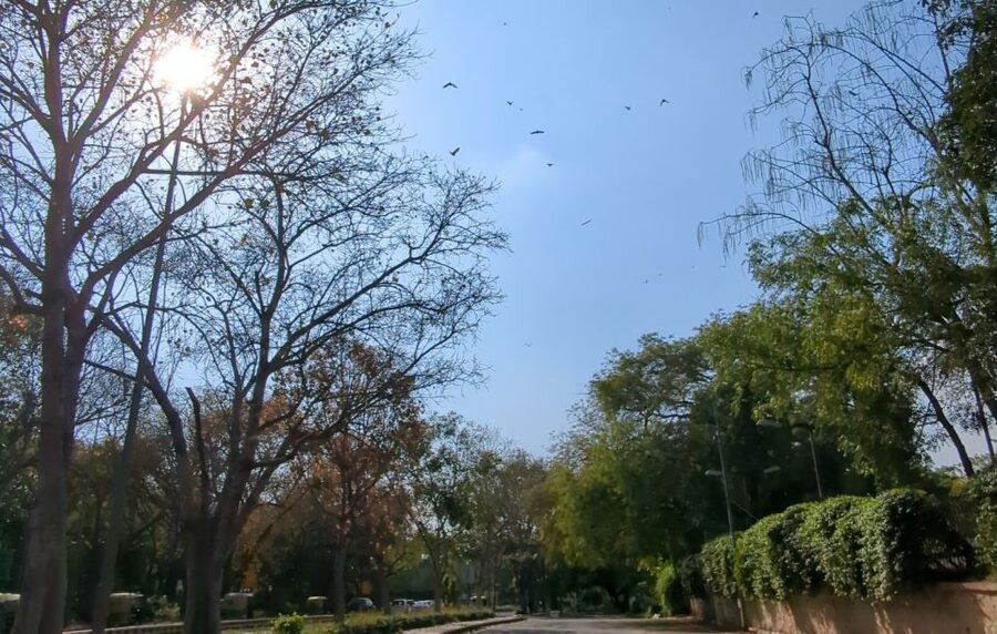 Delhi: Yoga in Lodhi Garden - Pickup, timing, and what to wear