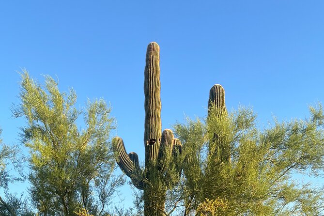 Desert Botanical Garden: Peaceful, All Inclusive Walking Tour PHX - Meeting saguaros, flowers, birds, and desert survivors