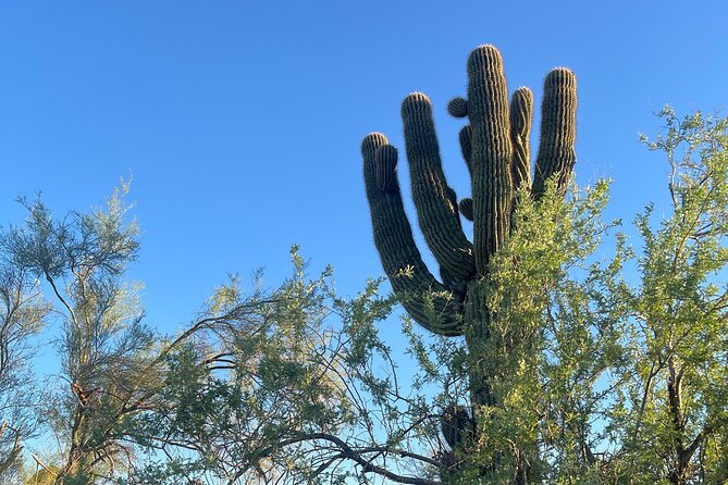 Desert Botanical Garden: Peaceful, All Inclusive Walking Tour PHX - Afternoon or sunset: choosing the right time