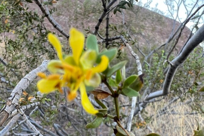 Desert Botanical Garden: Peaceful, All Inclusive Walking Tour PHX - Who will get the most from this tour