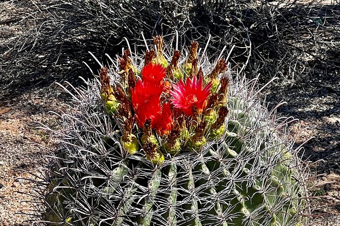 Desert Botanical Garden: Peaceful, All Inclusive Walking Tour PHX - Price, timing, and cancellation details