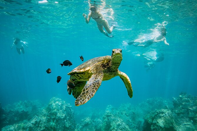 Discover the Magic of Coral Garden’s Turtle Town - Maalaea Harbor - Key points to know before you book
