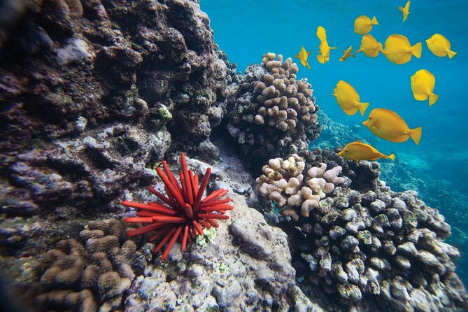 Discover the Magic of Coral Garden’s Turtle Town - Maalaea Harbor - Food, drinks, and the floating Tiki Bar