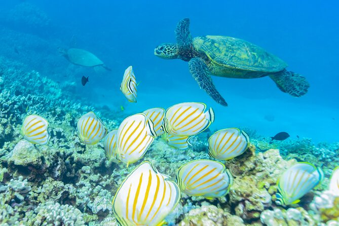 Discover the Magic of Coral Garden’s Turtle Town - Maalaea Harbor - Crew service and the feel of the trip