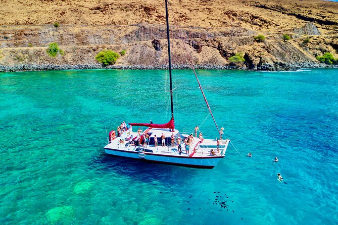 Discover the Magic of Coral Garden’s Turtle Town - Maalaea Harbor - Finding turtles at Turtle Town