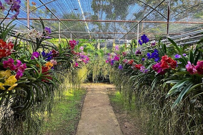 Doi Suthep Temple, Pha Lat Temple, Sticky Waterfall, Orchid farm - Who should book this experience