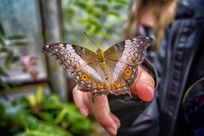Dubai Butterfly Garden Admission Ticket - Ten domes, thousands of butterflies