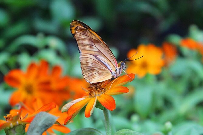 Dubai Butterfly Garden Admission Ticket - Family extras: cinema, candy, photos, and souvenirs