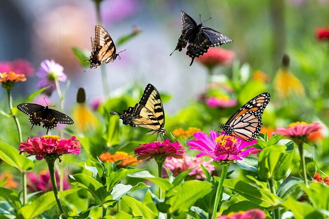 Dubai Butterfly Garden Admission Ticket - Ticket value at $16.75
