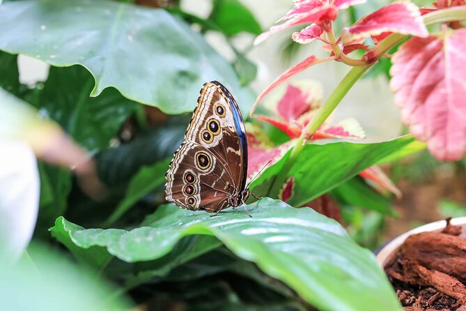 Dubai Butterfly Garden Admission Ticket - Getting there and who will enjoy it