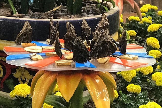 Dubai Butterfly Garden Entry Ticket - Who will enjoy this garden most