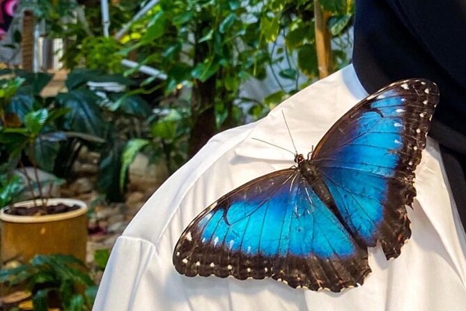 Dubai Butterfly Garden Entry Ticket - A practical plan for combining it with Miracle Garden