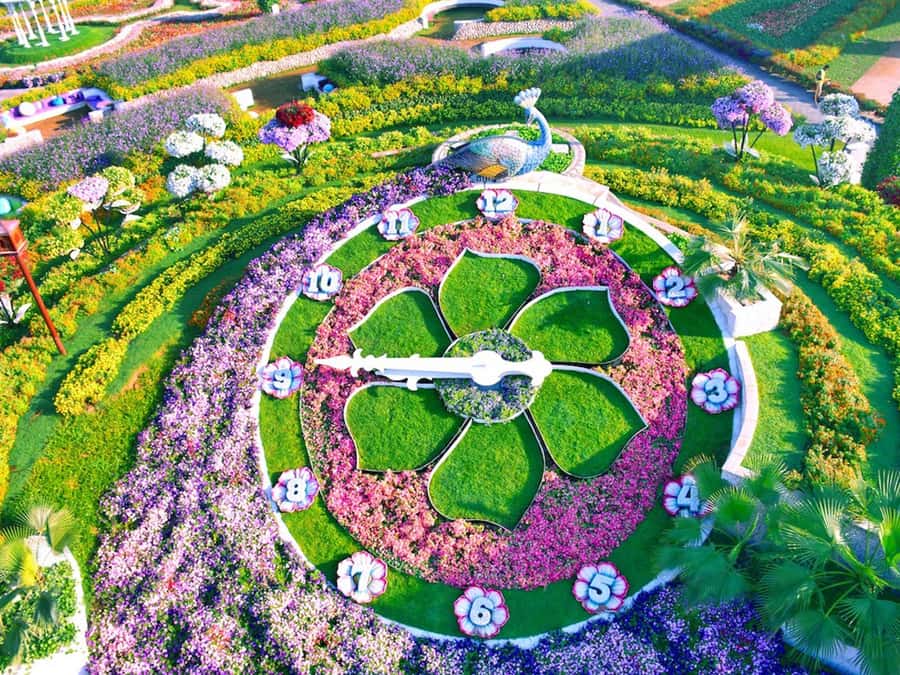 Dubai: Miracle Garden Entry Ticket with Hotel Transfer - A flower garden built for big visual moments