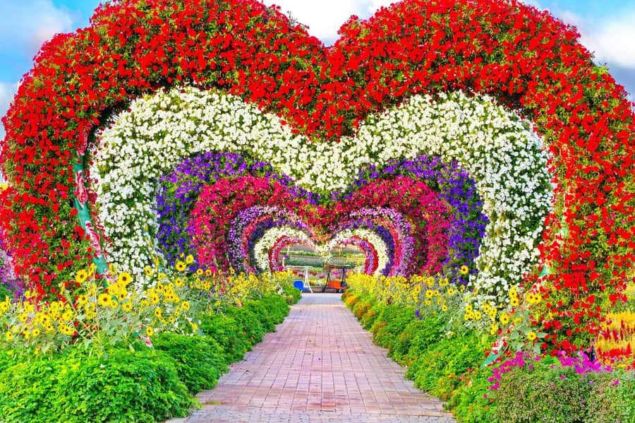 Dubai: Miracle Garden, Global Village, and Dubai Frame - Morning flowers at Miracle Garden
