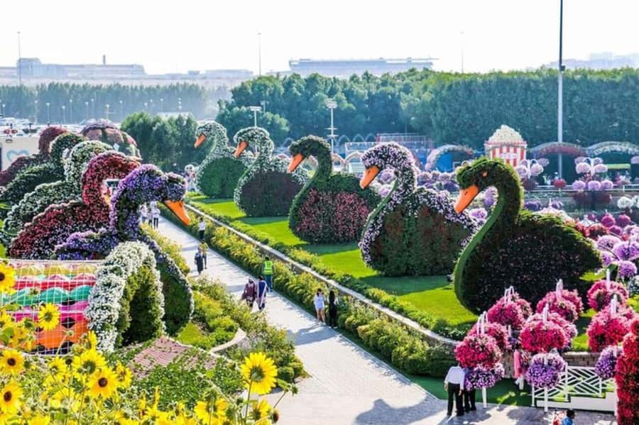 Dubai: Miracle Garden Tickets with Round-trip Transfer - Final Call: Book It for Easy Access and Big Flower Displays
