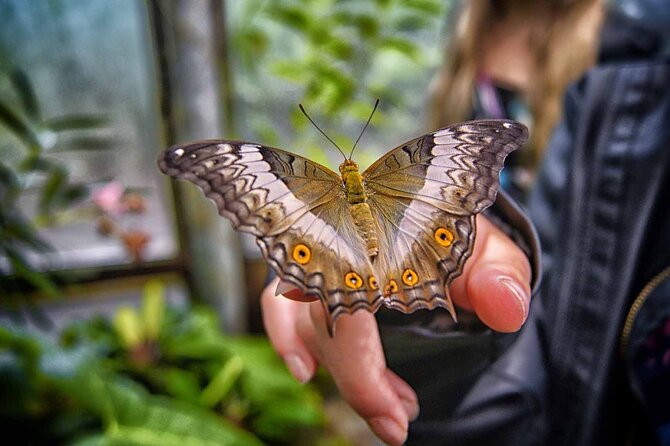 Dubai: Skip-The-Line Ticket to Butterfly Garden - Walking into Dubai’s butterfly rooms