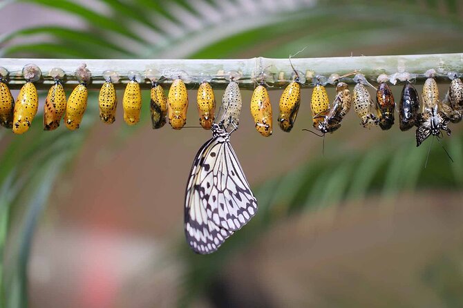 Dubai: Skip-The-Line Ticket to Butterfly Garden - Letting a butterfly land on your hand