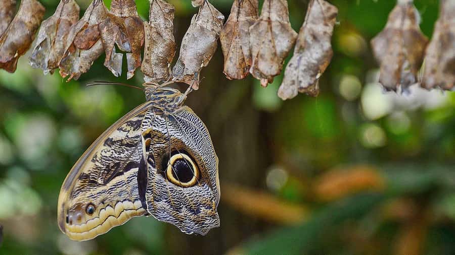 Dubai: Skip-The-Line Ticket to Butterfly Garden - The main drawbacks to consider