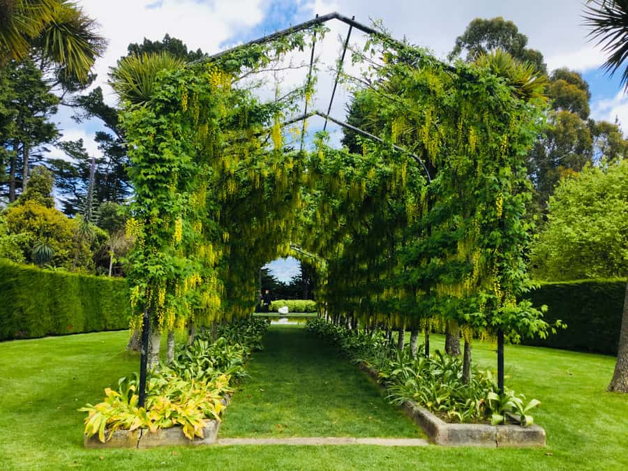 Dunedin: Peninsula with Lanarch Castle gardens & Olveston - Why this 6.5-hour Dunedin tour works