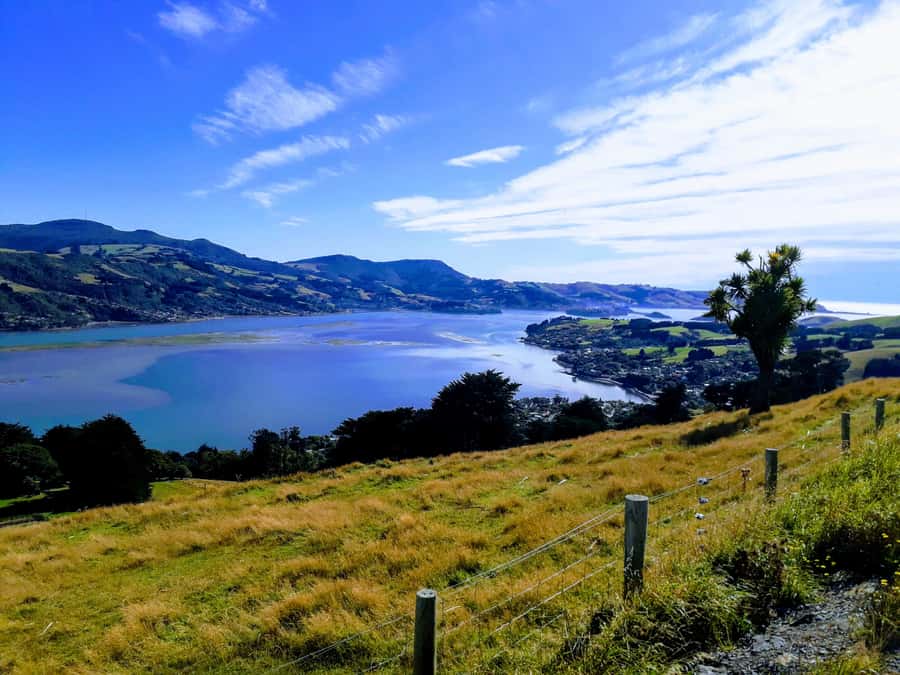 Dunedin: Peninsula with Lanarch Castle gardens & Olveston - Larnach Castle Gardens, with the castle visit optional