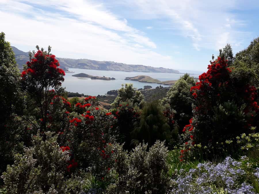 Dunedin: Peninsula with Lanarch Castle gardens & Olveston - Who will get the most from this tour
