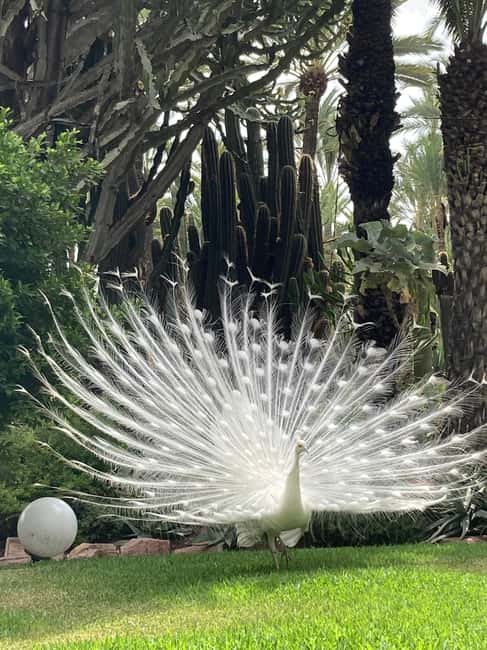 Elche: Entry Ticket Huerto del Cura National Artistic Garden - Practical entry advice and small rules