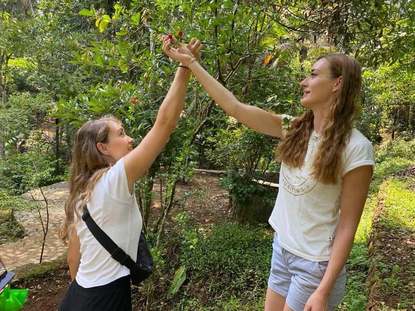 Ella: Nine Arch Spice Garden Tour with Traditional Lunch - Key points at a glance