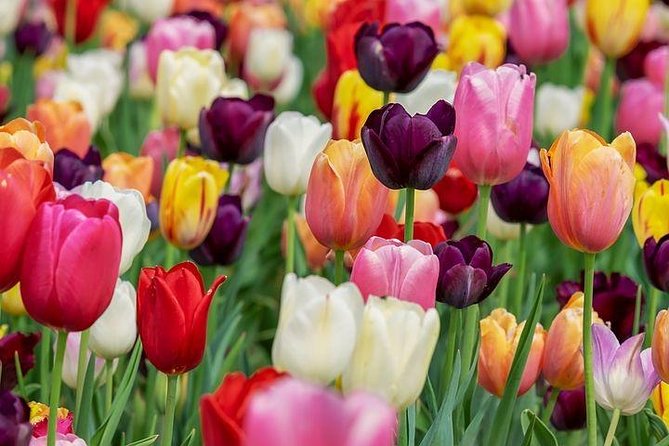 Enjoy the tulip fields by bicycle with a local guide! Tulip bike tour! - Starting at Restaurant Hanami in Lisse