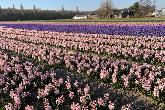 Enjoy the tulip fields by bicycle with a local guide! Tulip bike tour! - Coffee, flowers, and bulb farming at De Tulperij