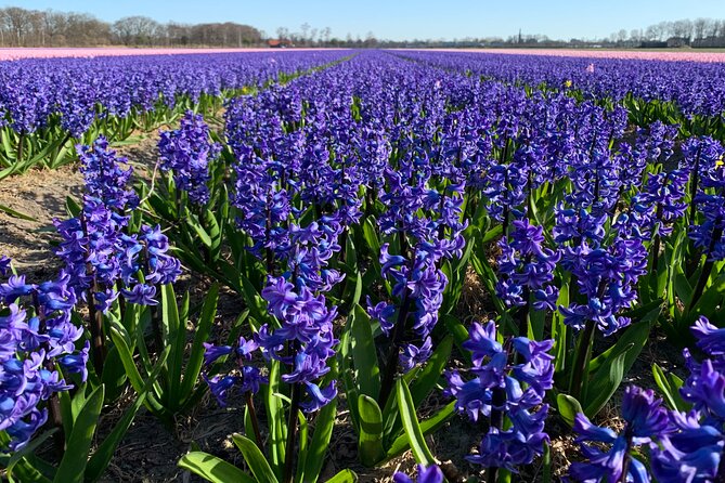 Enjoy the tulip fields by bicycle with a local guide! Tulip bike tour! - Keukenhof Castle from the bike path