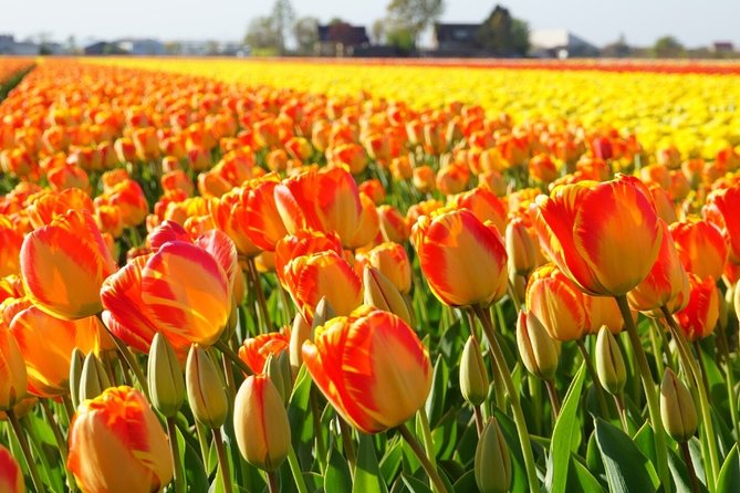 Enjoy the tulip fields by bicycle with a local guide! Tulip bike tour! - Finding the best tulip fields around Lisse