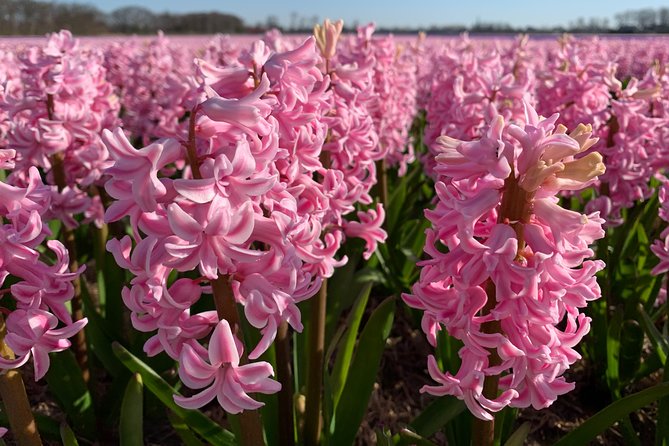 Enjoy the tulip fields by bicycle with a local guide! Tulip bike tour! - What the $59.47 price covers