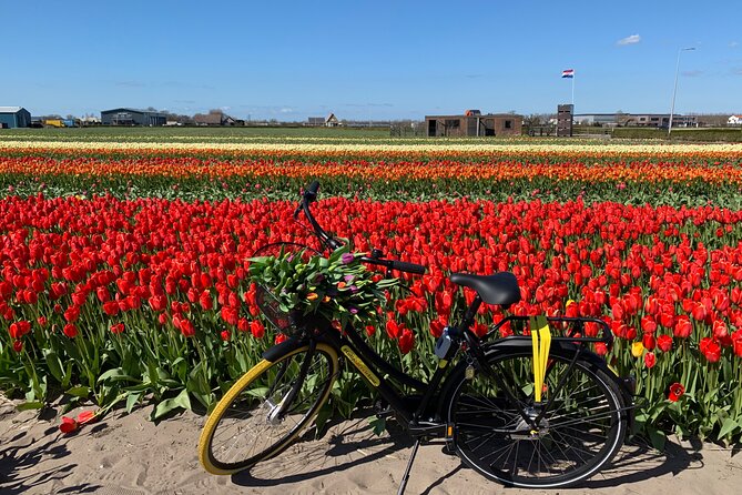 Enjoy the tulip fields by bicycle with a local guide! Tulip bike tour! - Sint Agathakerk and the old town of Lisse
