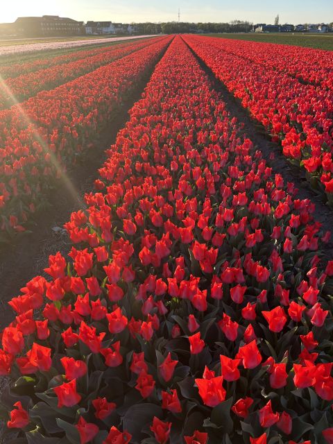 Enjoy the tulip fields in a Landrover with a local guide! - Who should book, and who should skip it?