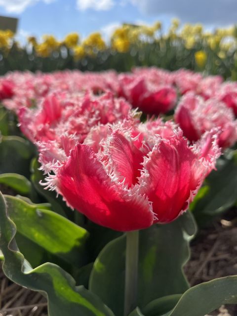 Enjoy the tulip fields in a Landrover with a local guide! - A closer look at the Lisse flower country