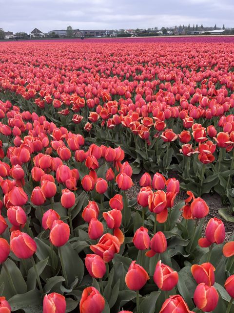 Enjoy the tulip fields in a Landrover with a local guide! - The first 70 minutes: church, fields, and local stories