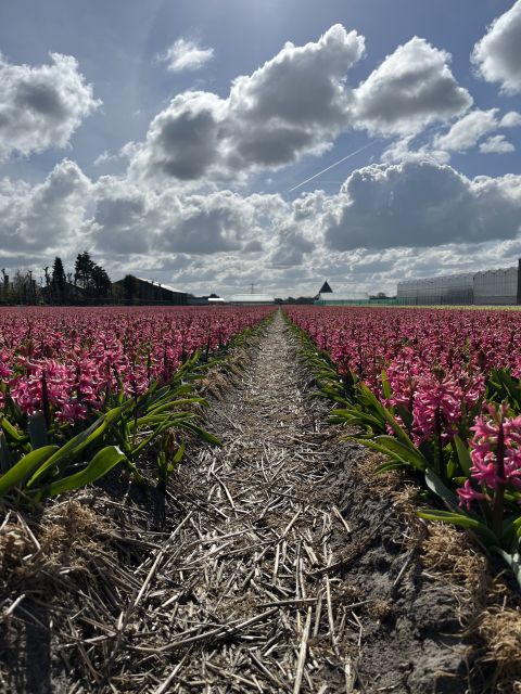 Enjoy the tulip fields in a Landrover with a local guide! - Is $100 per person good value?