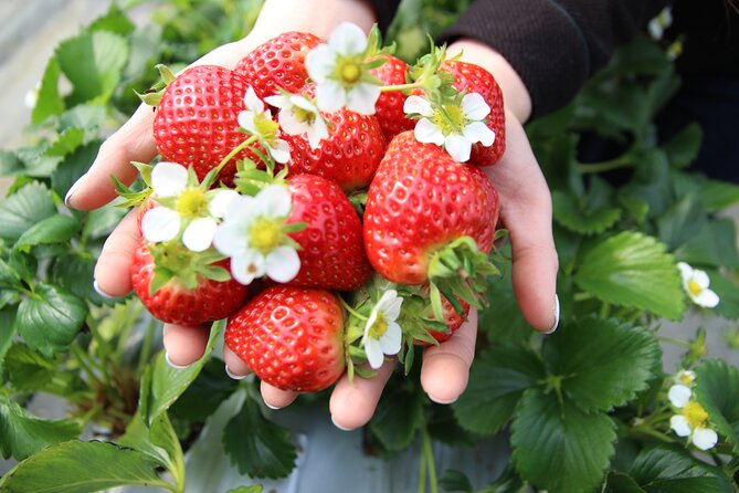 Eobi Valley(Winter), Strawberry, Nami Island & Railbike fr Seoul - Why this countryside day works from Seoul